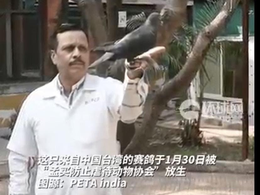 台湾赛鸽被印度怀疑是中国间谍鸽，遭“拘留”8个月后获释（组图） - 1