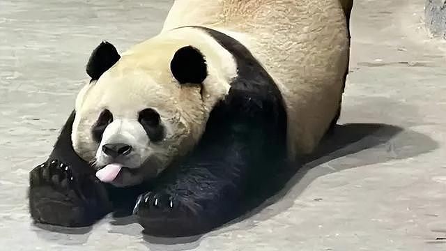 大熊猫“性感震臀”直播竟被停10分钟！网民：AI精准识别（视频/组图） - 4