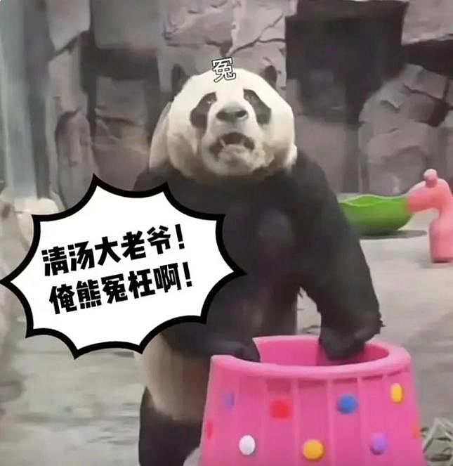熊猫性感抖臀，直播遭禁10分钟！网笑：晋升顶流行列（视频/组图） - 2