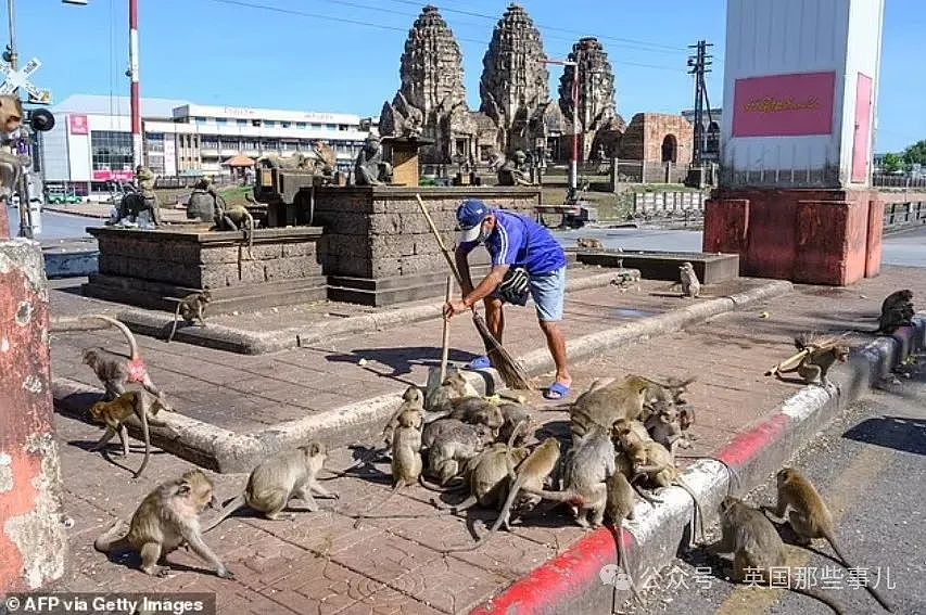 3500猴子“围攻”泰国小城！ 商店关门，游客跑光，抓还抓不住（组图） - 9