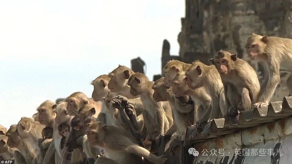 3500猴子“围攻”泰国小城！ 商店关门，游客跑光，抓还抓不住（组图） - 4
