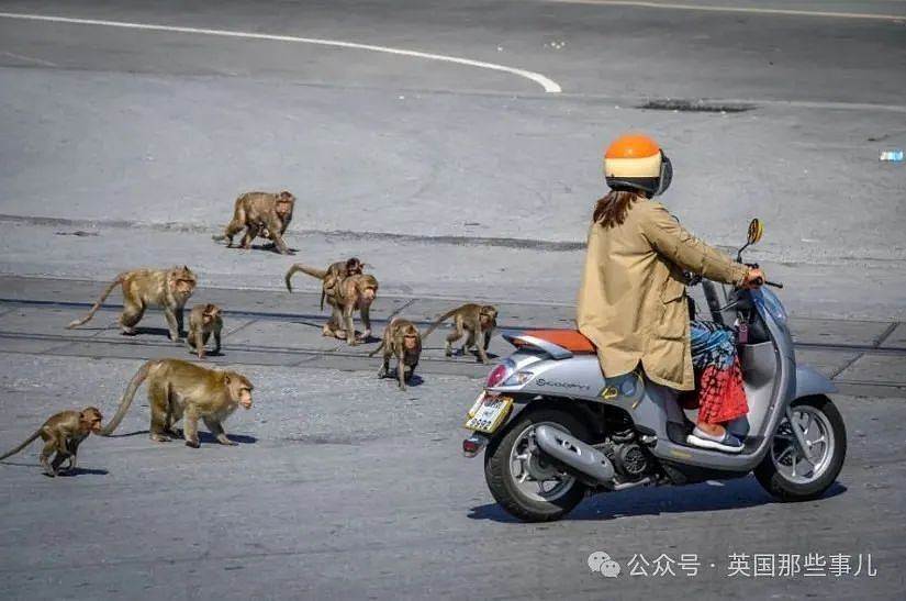 3500猴子“围攻”泰国小城！ 商店关门，游客跑光，抓还抓不住（组图） - 17