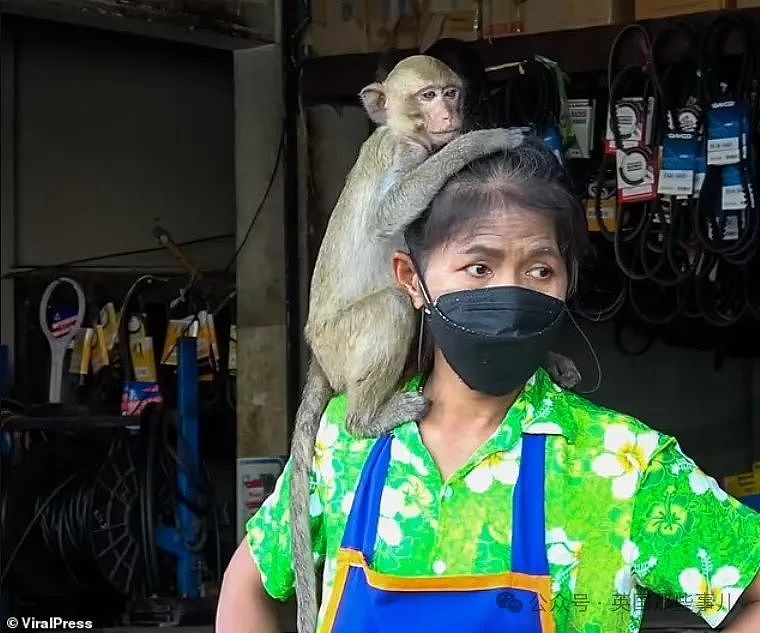 3500猴子“围攻”泰国小城！ 商店关门，游客跑光，抓还抓不住（组图） - 12