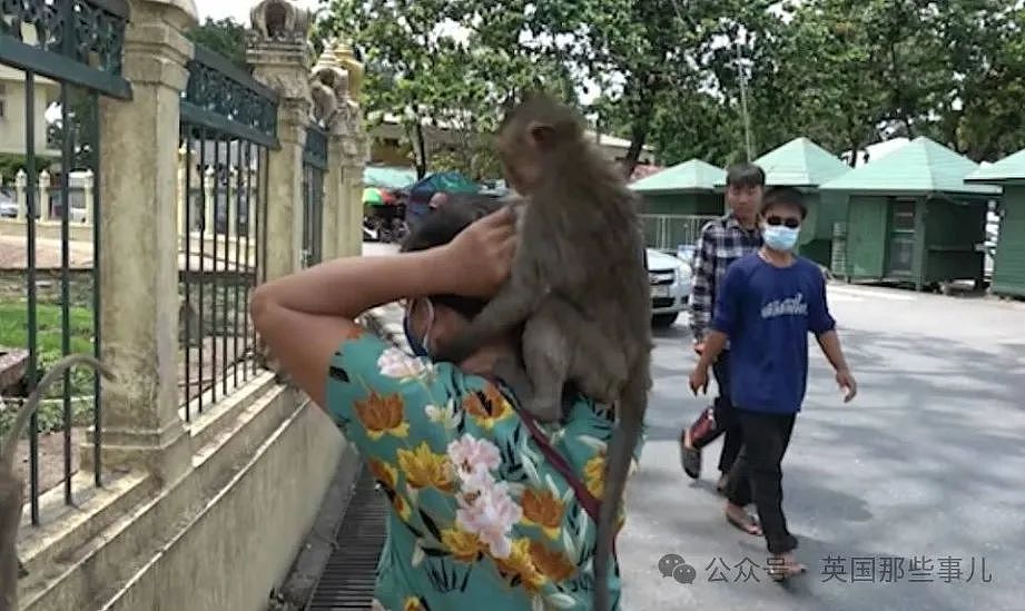 3500猴子“围攻”泰国小城！ 商店关门，游客跑光，抓还抓不住（组图） - 13