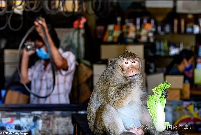 3500猴子“围攻”泰国小城！ 商店关门，游客跑光，抓还抓不住（组图） - 14