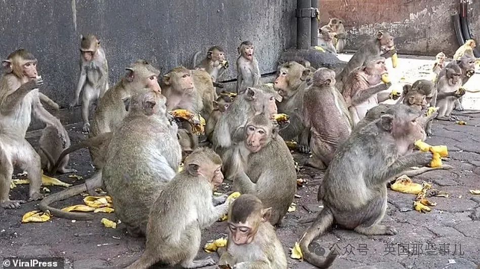 3500猴子“围攻”泰国小城！ 商店关门，游客跑光，抓还抓不住（组图） - 18