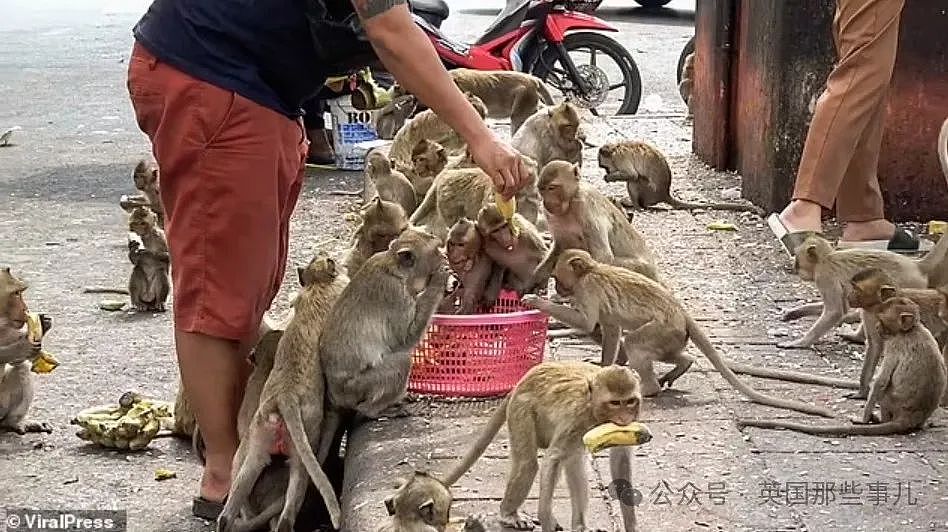 3500猴子“围攻”泰国小城！ 商店关门，游客跑光，抓还抓不住（组图） - 7
