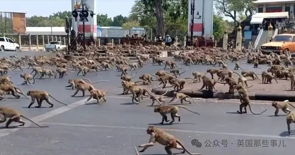 3500猴子“围攻”泰国小城！ 商店关门，游客跑光，抓还抓不住（组图） - 10