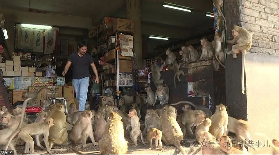 3500猴子“围攻”泰国小城！ 商店关门，游客跑光，抓还抓不住（组图） - 6