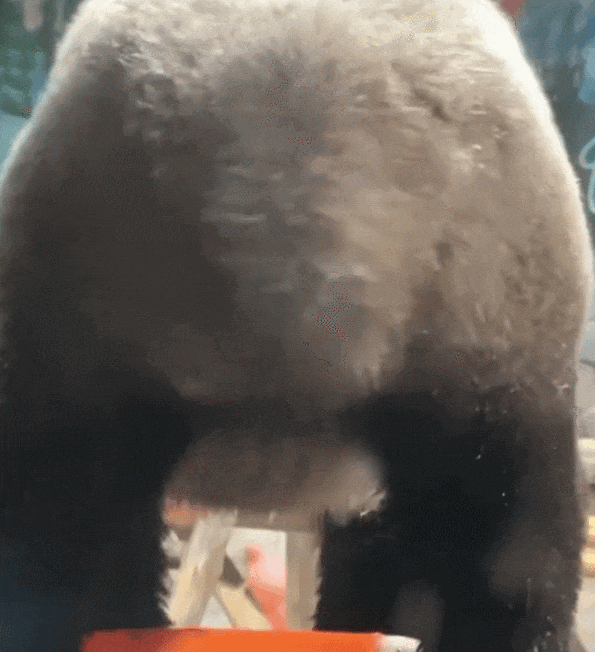 【宠物】它能搞黄色？动物园直播间被停…因大熊猫性感抖臀（组图） - 5