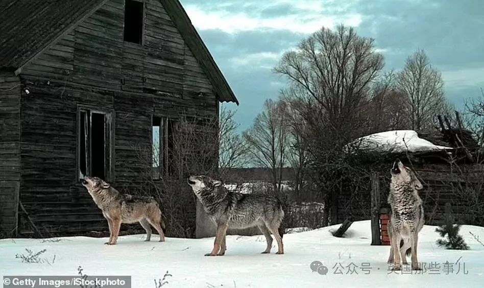 被切尔诺贝利核辐射38年后，这里的狼群进化出了“超能力”....（组图） - 3