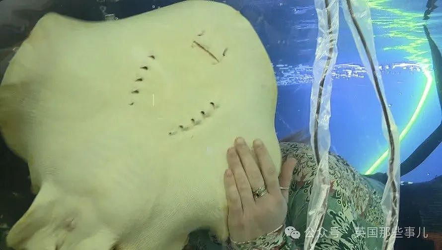 单独饲养的魔鬼鱼莫名怀孕，研究人员惊呆：怀了鲨鱼的娃（组图） - 2