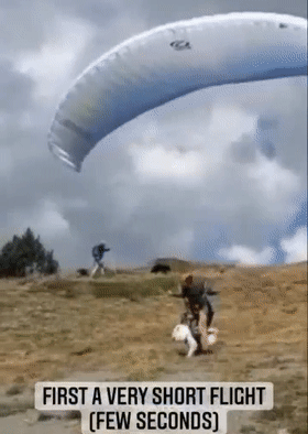 【宠物】这只萨摩耶“飞翔”的样子，帅翻无数网友：仿佛看到了白龙马（视频/组图） - 12