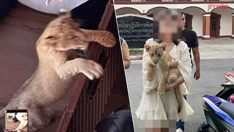 普吉岛饭店房间养狮子，中国女子遭泰国警拘留起诉（图） - 1
