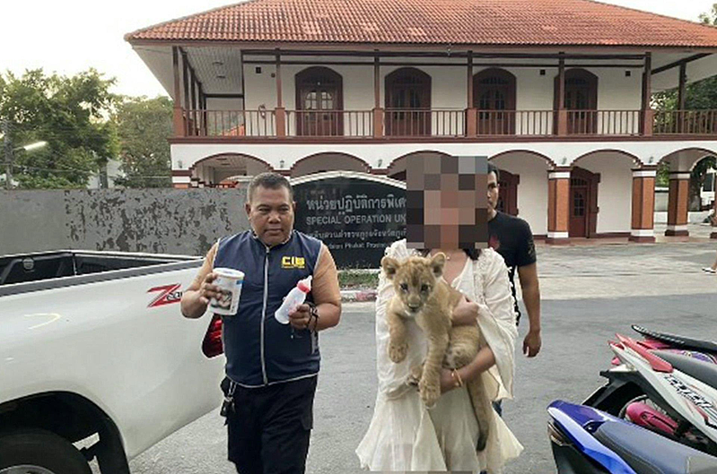 华女酒店房间内养狮子、还带去咖啡店，在泰国被逮捕（图） - 1