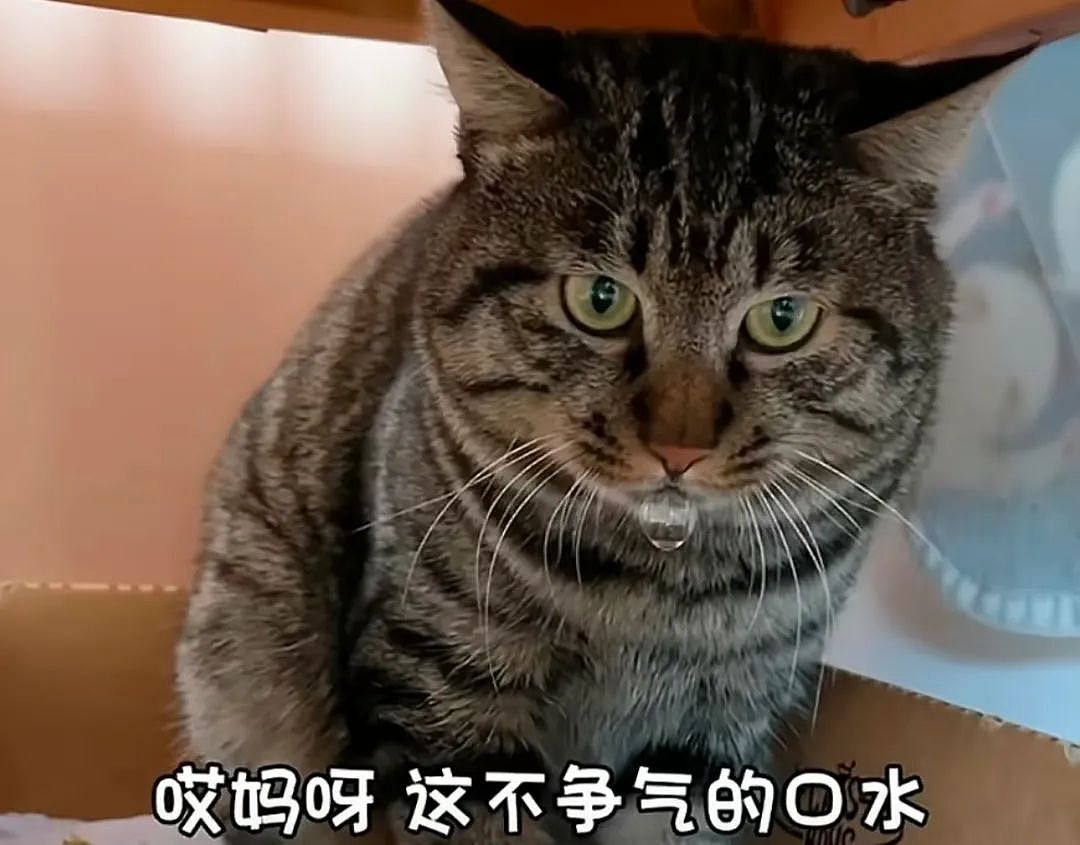 【宠物】再凶的猫咪，也经不起糖衣炮弹？网友：以后这猫就叫“冻干攻击”（组图） - 9