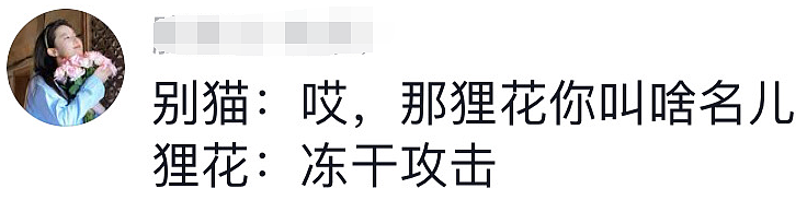 【宠物】再凶的猫咪，也经不起糖衣炮弹？网友：以后这猫就叫“冻干攻击”（组图） - 14