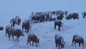 蒙古国遭遇50年不遇雪灾：80%以上国土仍被大雪覆盖！67万头牲畜死亡（图） - 1
