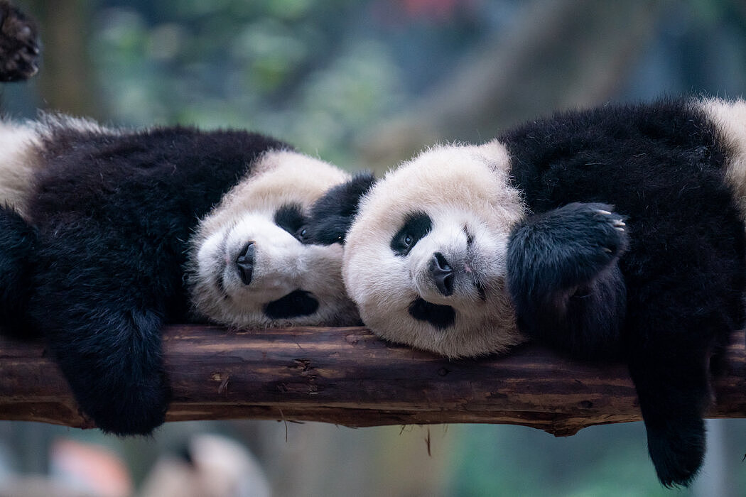 纽时：美国动物园将再次迎来中国大熊猫（图） - 1