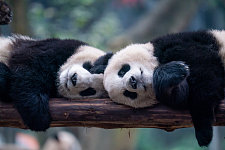 纽时：美国动物园将再次迎来中国大熊猫（图）