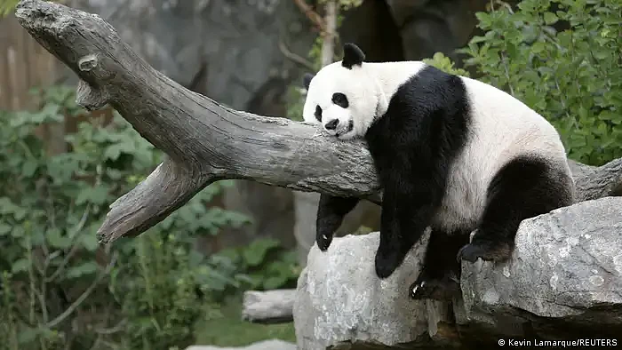 中国将派更多大熊猫前往美国“亲善”（图） - 1