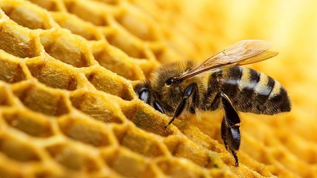 外媒：蜂蜜营养状况及对人类有好处吗（组图） - 2