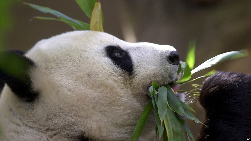 重启“熊猫外交”，中国与圣迭戈动物园达成协议（图） - 1