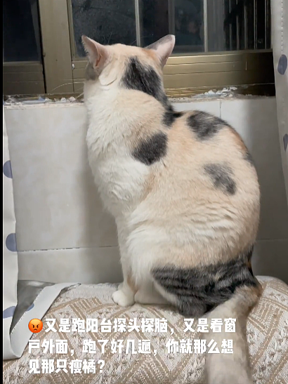 【宠物】让三花闺女留守过年，回来发现橘猫闯进家，床被睡，猫也被睡了，网友：养女防黄毛（组图） - 16