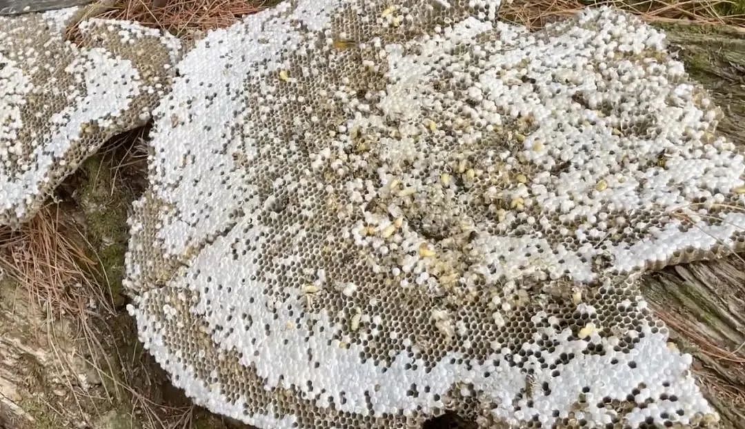 震惊！新西兰发现“超级有机体”，超过10万到20万的“巨大猎食者”巢穴被发现（组图） - 4