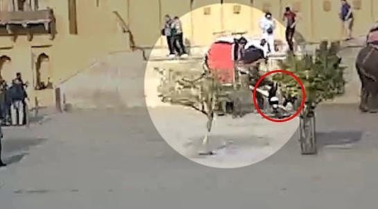 旅游骑象风险不容小觑：俄罗斯游客被抓住，飞旋后重摔在地（视频/组图） - 3