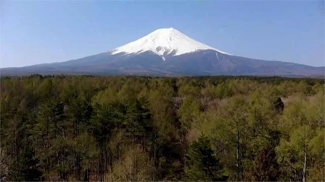 中国酒店老板怨看不到富士山，竟砍光邻居23棵树还下药？日本网友怒了（组图） - 1