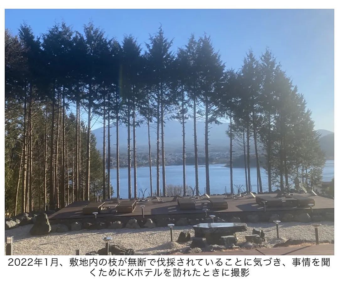 中国酒店老板怨看不到富士山，竟砍光邻居23棵树还下药？日本网友怒了（组图） - 5