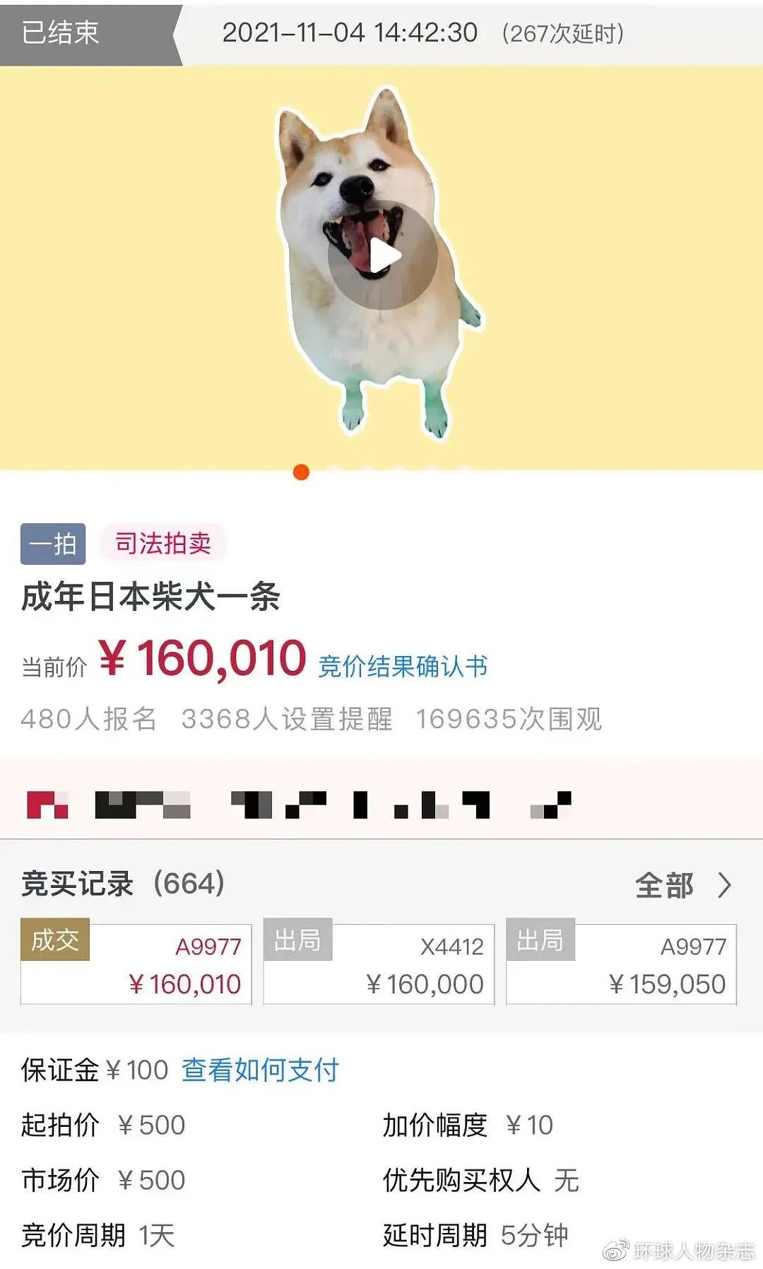 【宠物】为“卖身还债”，柴柴三年历经两次拍卖！网友东拼西凑16万，带它回家…（组图） - 7