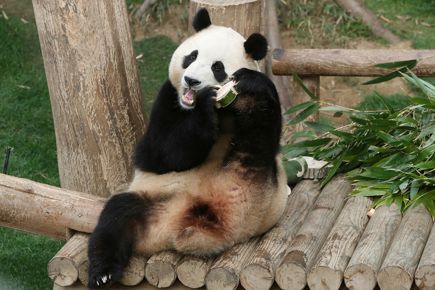 旅韩熊猫“福宝”返中国在即！韩国民众为告别5分钟排队逾6小时（视频/组图） - 2