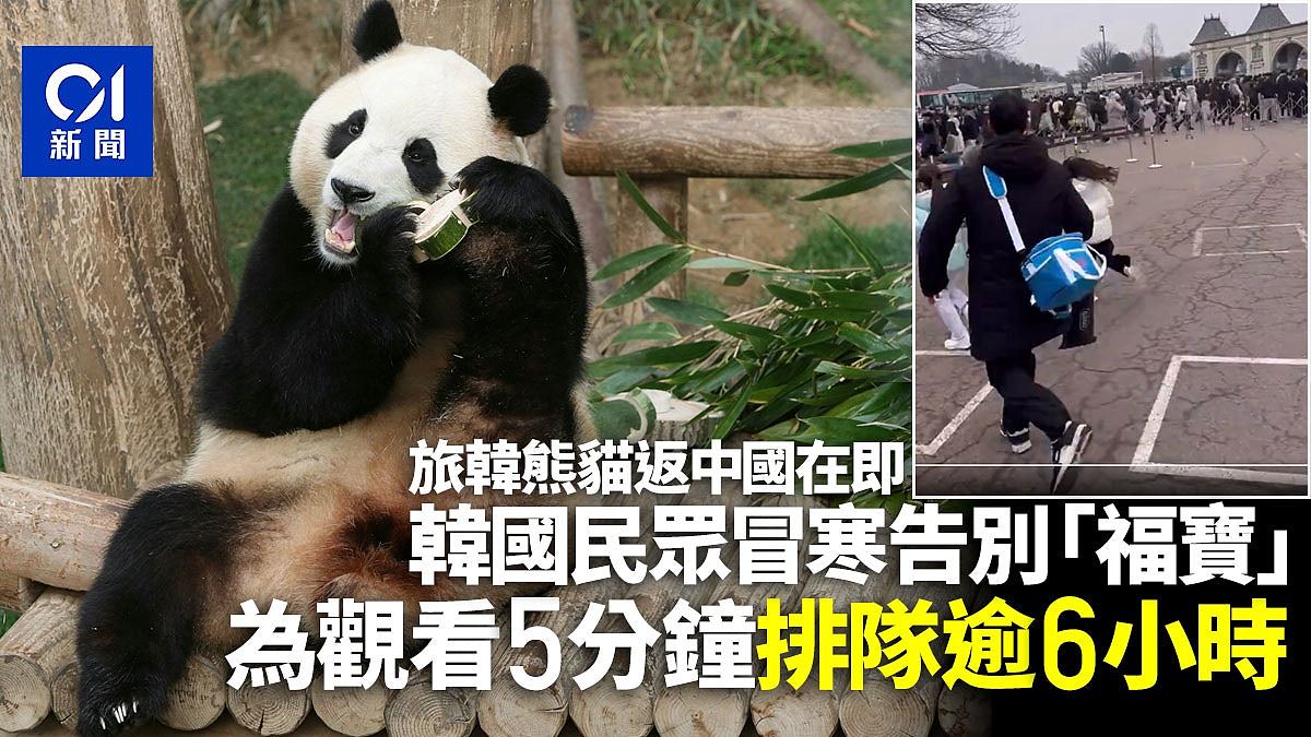 旅韩熊猫“福宝”返中国在即！韩国民众为告别5分钟排队逾6小时（视频/组图） - 1