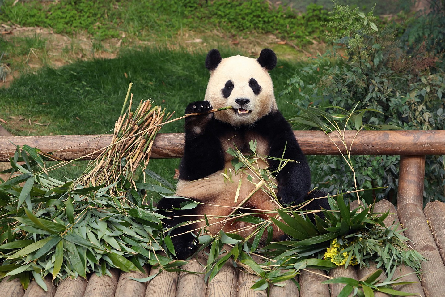 旅韩熊猫“福宝”返中国在即！韩国民众为告别5分钟排队逾6小时（视频/组图） - 4