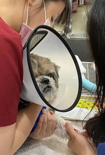 【宠物】14岁狗狗因患癌最后7日无法进食，直到听到爸妈的那句承诺，它才断了气…（组图） - 6