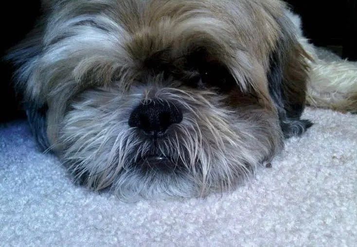 【宠物】14岁狗狗因患癌最后7日无法进食，直到听到爸妈的那句承诺，它才断了气…（组图） - 9