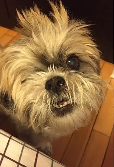 【宠物】14岁狗狗因患癌最后7日无法进食，直到听到爸妈的那句承诺，它才断了气…（组图） - 11