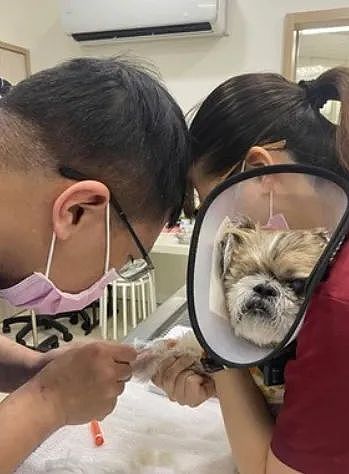 【宠物】14岁狗狗因患癌最后7日无法进食，直到听到爸妈的那句承诺，它才断了气…（组图） - 7