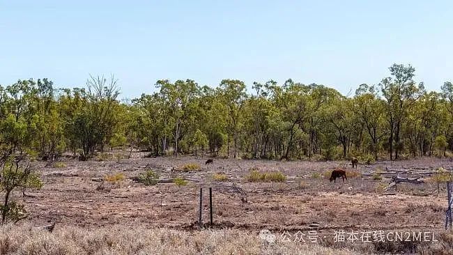 巨星“小李子”点名批评澳洲！称其严重低估森林砍伐情况，吁重视保护濒危物种（组图） - 3