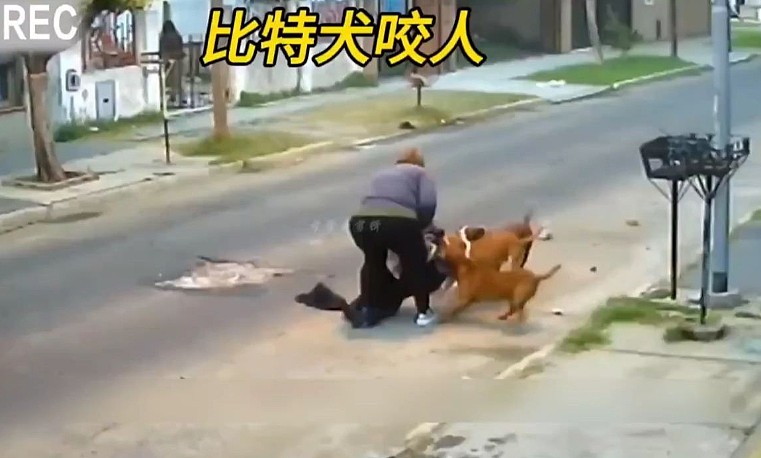 中国全国人大提案：建议将犬只伤人“写入刑法”（组图） - 1