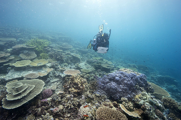 澳大堡礁大规模白化20年来最严重！专家：像在煮珊瑚礁（组图） - 3