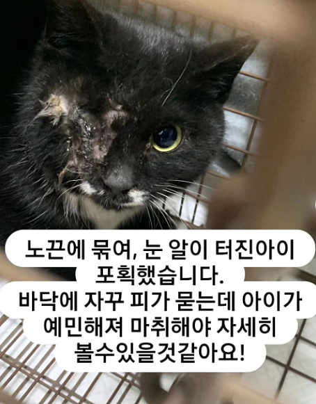 韩国发生骇人听闻动物性虐待事件！小猫小狗肛门被塞异物，眼球还被捏爆…（组图） - 5