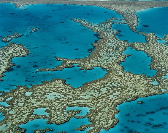 澳大堡礁大规模白化20年来最严重！专家：像在煮珊瑚礁（组图） - 2