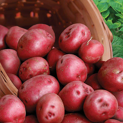 超强干货！如何在澳洲超市挑选土豆？一篇带你扫雷，适合不同烹饪方式（组图） - 4