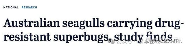 大意了！澳洲最可怕的超级细菌来自海鸥，每5只就有1只中招，再也不敢喂海鸥了……（组图） - 1