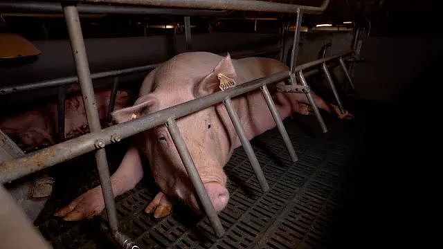 看完不敢直视猪肉了…维州养猪场被控虐待，视频曝光男子和猪性交！（组图） - 9
