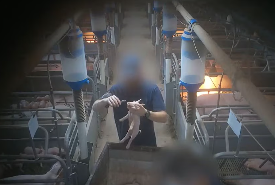 看完不敢直视猪肉了…维州养猪场被控虐待，视频曝光男子和猪性交！（组图） - 3