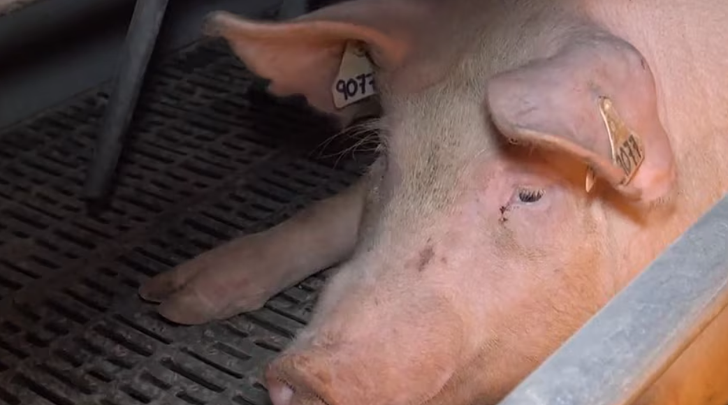 看完不敢直视猪肉了…维州养猪场被控虐待，视频曝光男子和猪性交！（组图） - 6